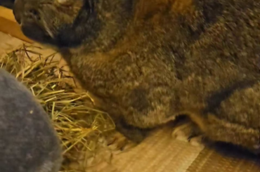 Brushtime and eating... Life is good If you ask Hampus!