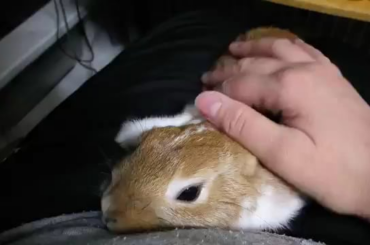 Cuddly bunneh ❤️