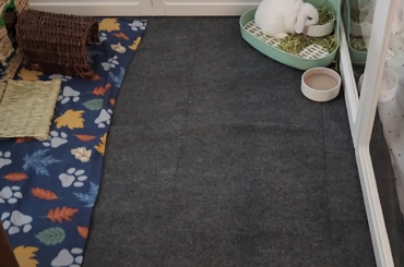 What is this picky eater searching for in the hay?