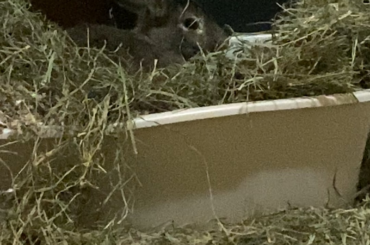 She punched me after I tried to move this hay away from her eye