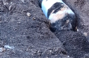 Searching for some good and tasty plant roots all day!