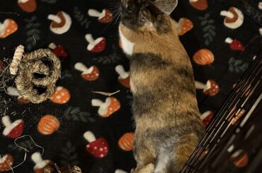 My foster bun Quinn is looking for his forever home!