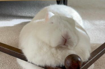 who else loves watching their bunny sleep🤍