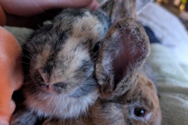 Rehoming help UK