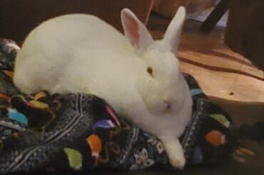 I posted a few days ago of my girl, Snow, and her days coming to an end. Today, I made the very hard call of giving her peace. And I am torn apart.