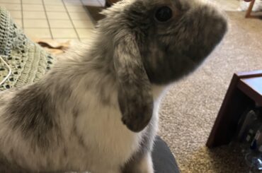 Martha is cuckoo for carrots