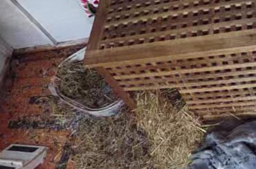 my bunnies are being messy🫣