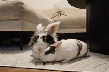 Can I get rid of the second cage?