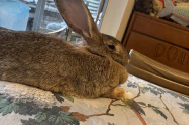 What’s your favorite bunny breed? (Mine is Flemish giants)