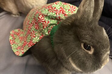 The hooman will pay for this