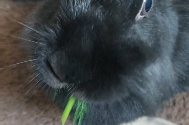Can you tell that dill is her favourite?
