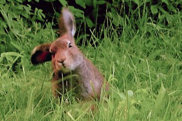 Just a rabbit in the wild
