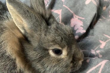 Bonnie my bunny 🐰 💕