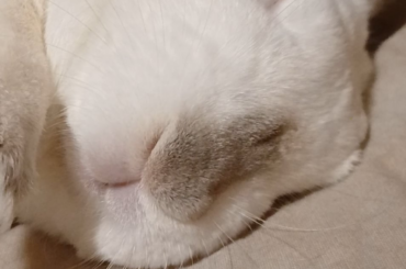 Hes dreaming of snacks I can tell