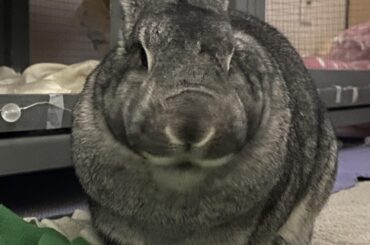 Vet called her fat today