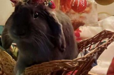 Merry Christmas from blueberry