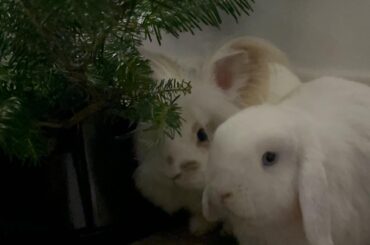 Bunny boarding in NYC