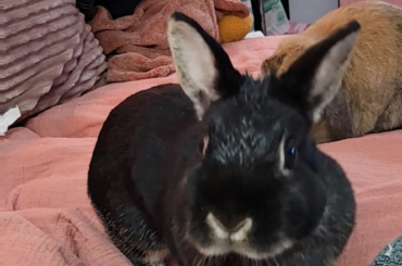 Is this aggression or is she just bad at grooming