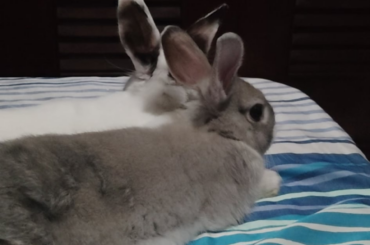 Chill buns