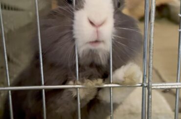 Sheriff Cub has imprisoned herself for speeding!