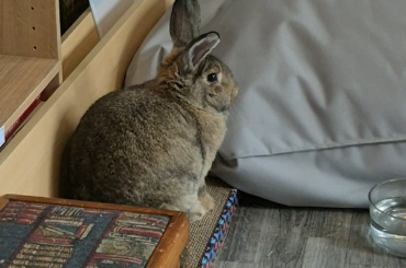 Kinoko isn't sure if she likes this new room...