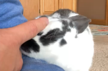 Is cupcake the only one who love head rubs?