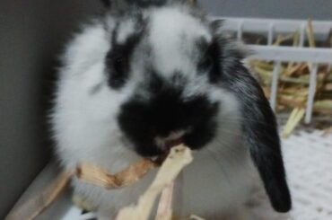 Rabbit (approx 3.5/4weeks old) isnt pooping/peeing