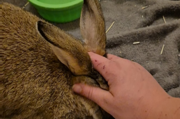 (Phx AZ) Male rabbit needs forever home!!!