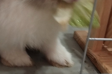 bunny eats lettuce and chokes of excitement