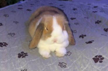 Bunny only breathes fast when being hung out with or held?