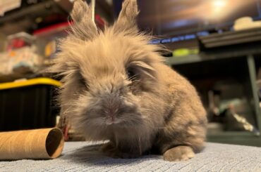 Advice on preventing/tolerating tipping episodes in a very elderly rabbit?