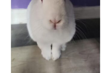 My baby passed away on Thanksgiving, safe to say im traumatized by the whole event. Why can't they live forever with us?