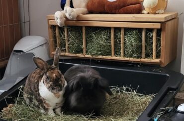 Introducing Eisa 💜