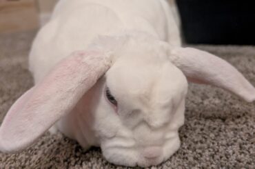 Relaxed... Ears and all