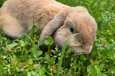 Shame Him, Bun Bun escaped