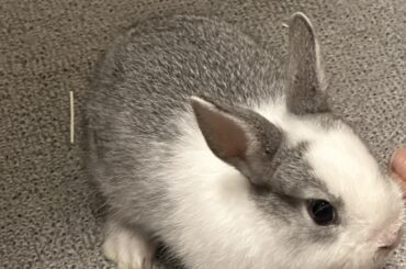 Hi! I’m a new bunny mom and need some advice 🐰❤️