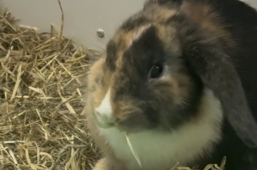 This just started is it normal please? Please reply