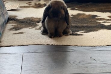 Baby Mopsy