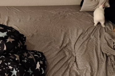 I just washed my bedding and Pete is very excited about it lol