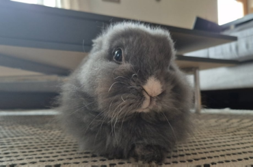 Some Timmy fluffiness for you