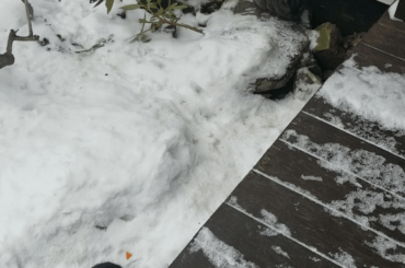 It's sometimes difficult to tell the difference between individual members of the bunny swarm.