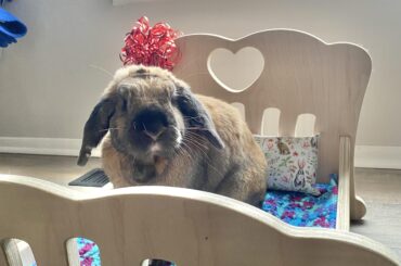 Marv with his new bed he received for Christmas 🎅🏼