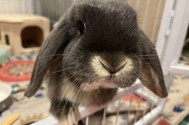 rabbit has unmeasurable amount of rage towards singular, specific bar of x-pen