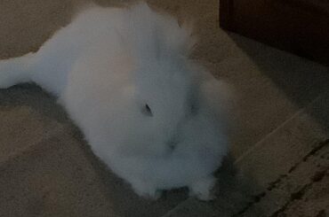 Christmas tree fence?