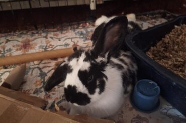 One up, one down, flop around,flop around!