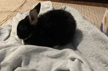 Guess I can’t use my blanket