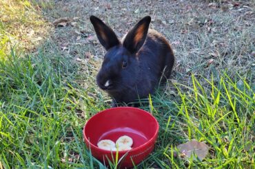 It has been 3 years since this sub as helped me catch Comet and add her to my family