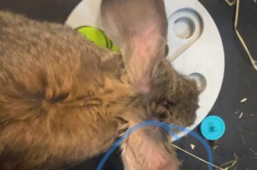 Ears constantly hanging on the side?
