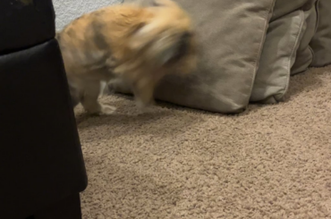 just binkying around