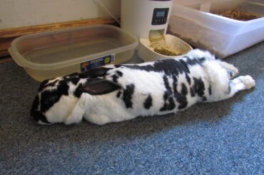 Send good vibes for this old gal